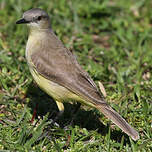 Moucherolle querelleur