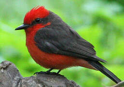 Vermilion Flycatcher