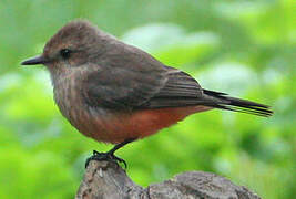 Vermilion Flycatcher