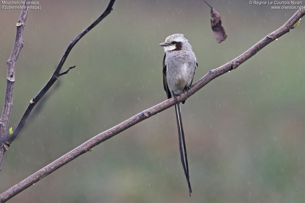 Moucherolle yétapa mâle