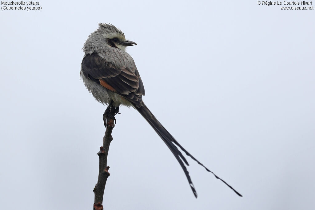 Streamer-tailed Tyrant male