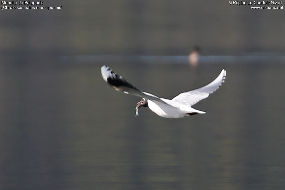 Mouette de Patagonie