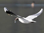 Mouette de Patagonie