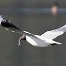 Mouette de Patagonie