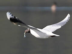 Brown-hooded Gull