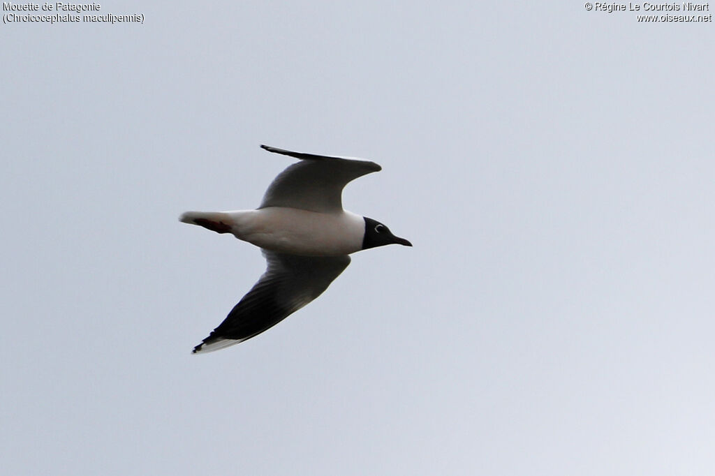 Brown-hooded Gull