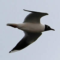 Mouette de Patagonie