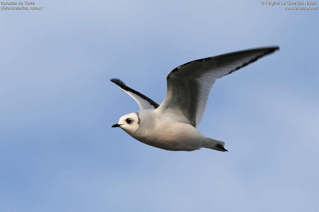 Ross's Gull