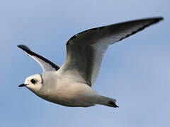 Ross's Gull