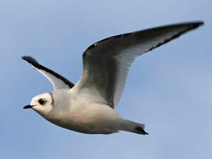 Mouette de Ross