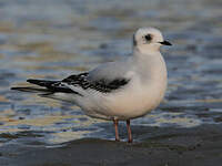 Mouette de Ross