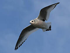 Ross's Gull