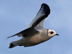 Mouette de Ross