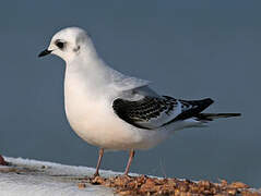 Mouette de Ross