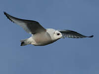 Mouette de Ross