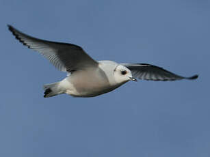 Mouette de Ross