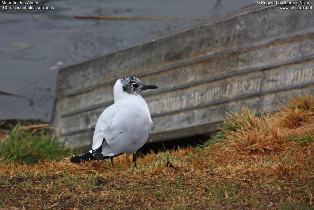 Mouette des Andes