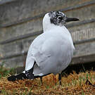 Mouette des Andes