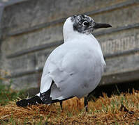 Mouette des Andes