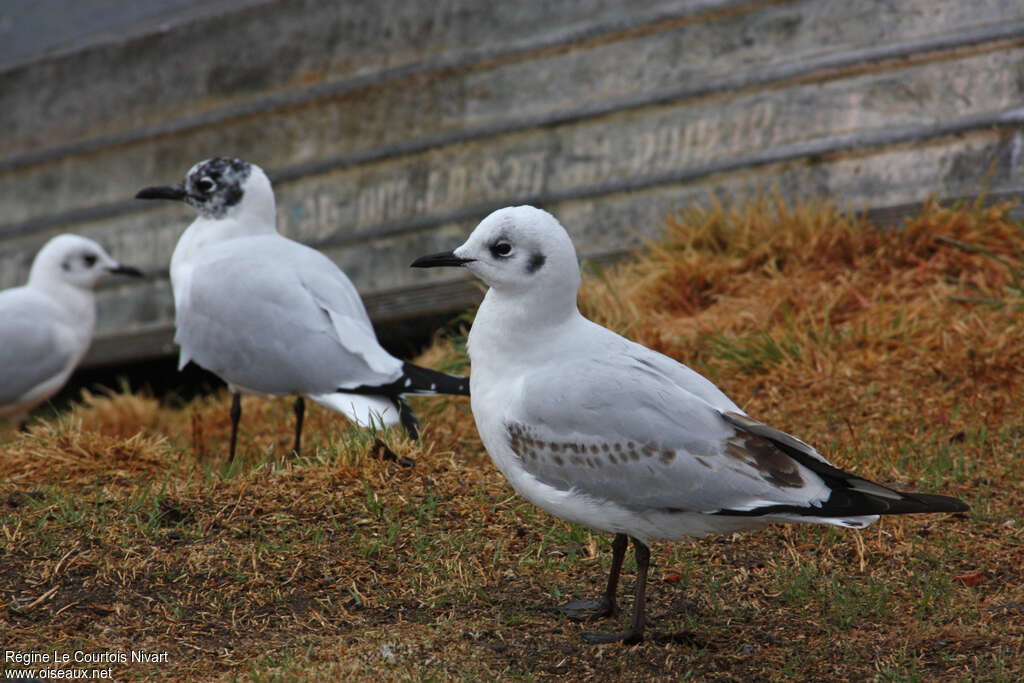 Andean GullSecond year, identification