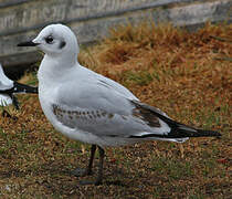 Andean Gull