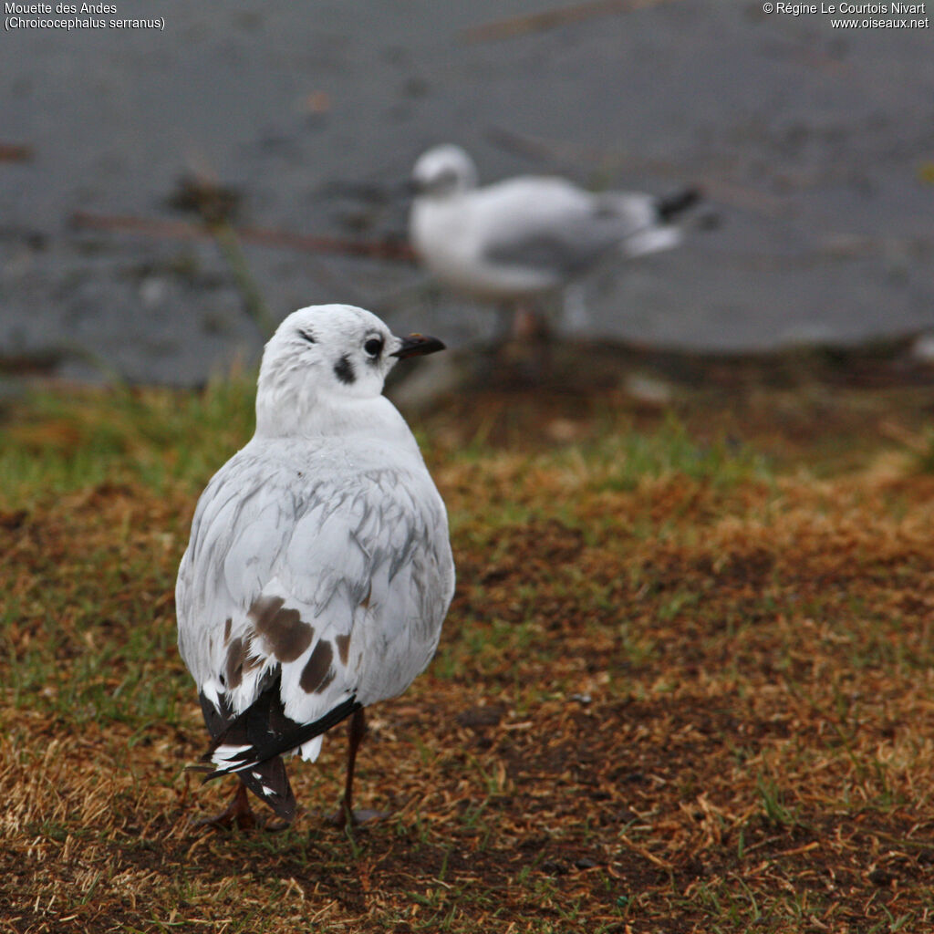 Andean Gull