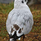 Mouette des Andes
