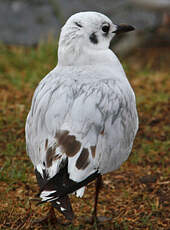 Mouette des Andes