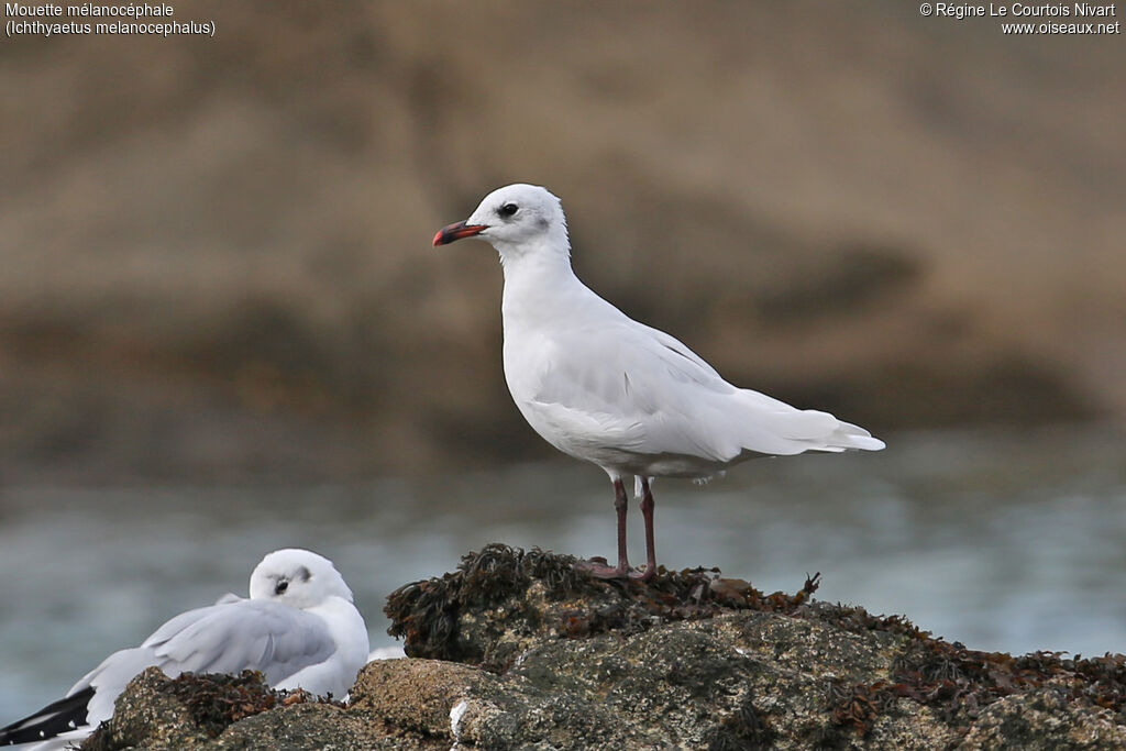 Mouette mélanocéphale