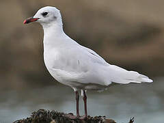 Mouette mélanocéphale