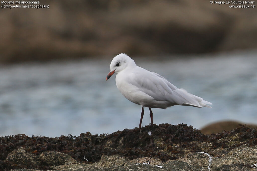 Mouette mélanocéphale