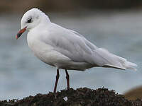 Mouette mélanocéphale