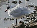 Mouette mélanocéphale