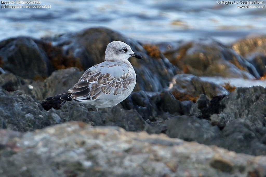 Mouette mélanocéphaleimmature