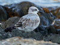 Mouette mélanocéphale