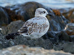 Mouette mélanocéphale