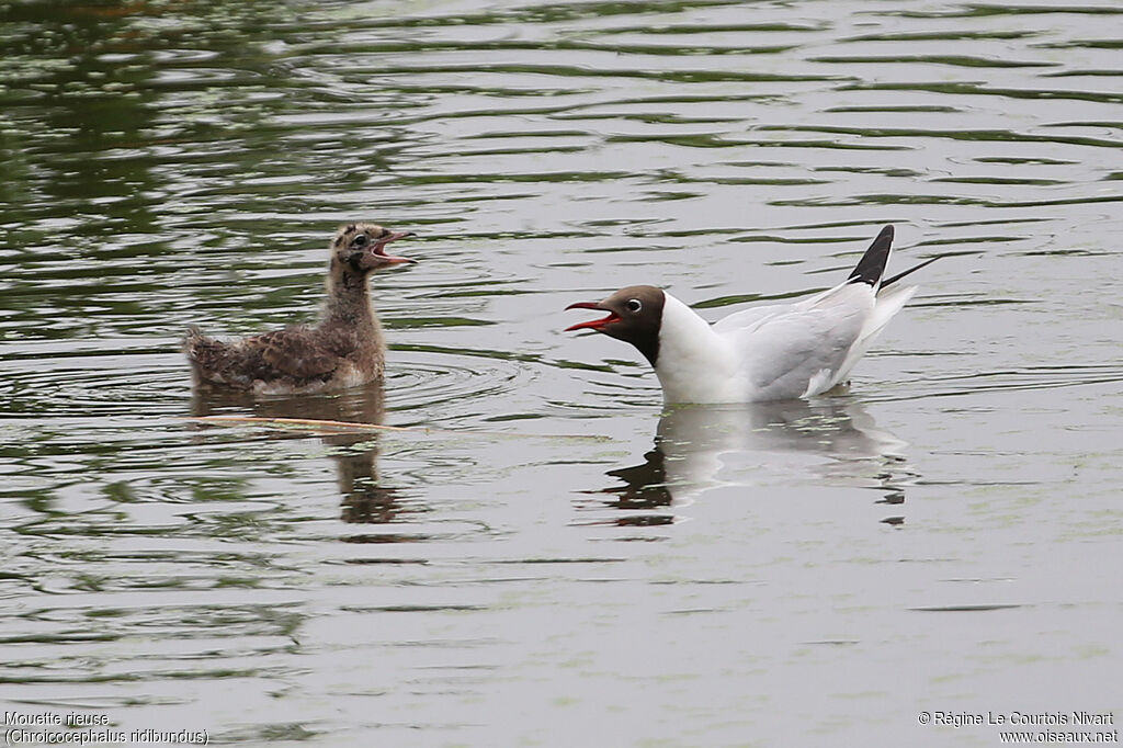 Black-headed Gull