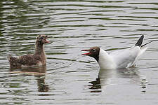 Mouette rieuse