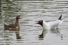 Black-headed Gull