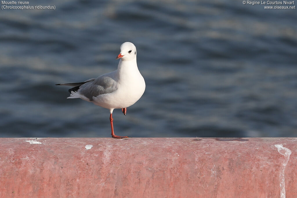 Mouette rieuse