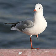 Mouette rieuse