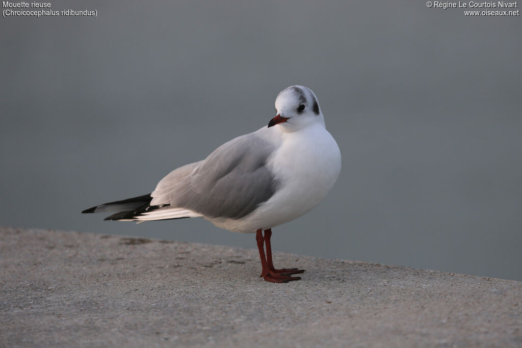 Black-headed Gull