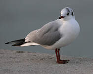 Mouette rieuse