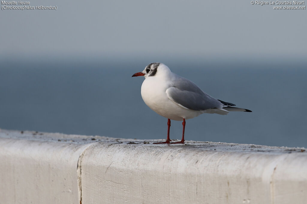 Black-headed Gull