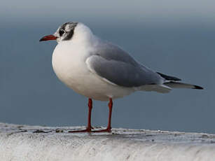 Mouette rieuse