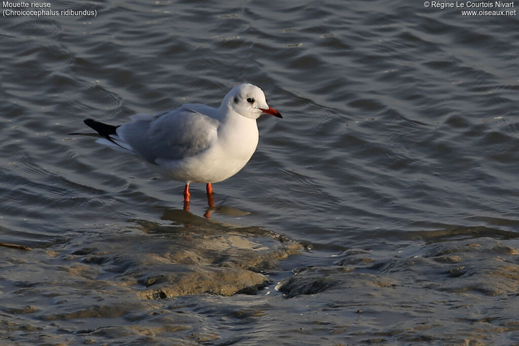 Black-headed Gull