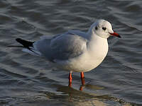 Mouette rieuse