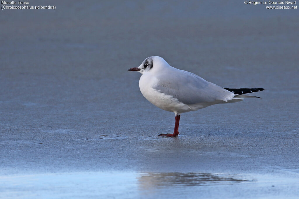 Mouette rieuse