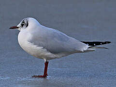 Mouette rieuse