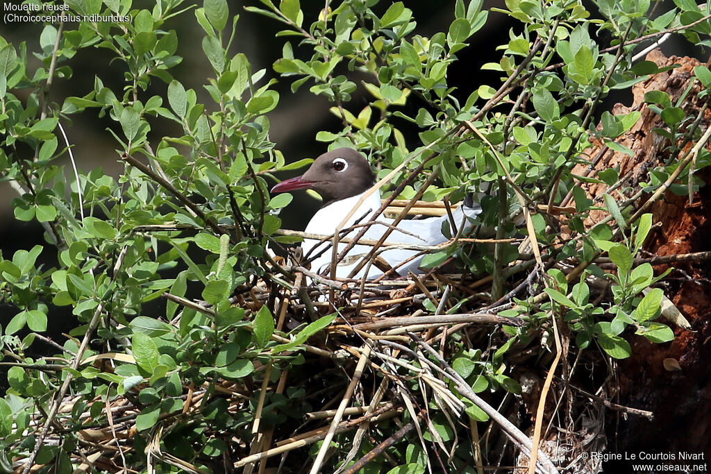 Mouette rieuse, Nidification